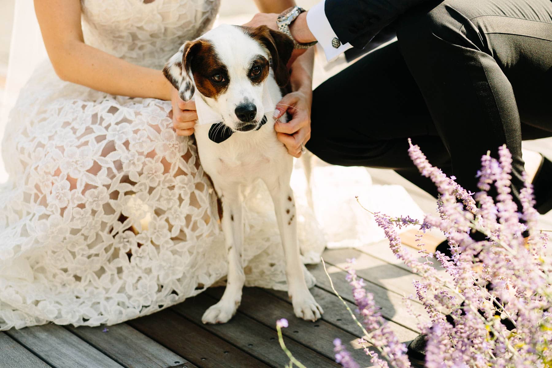 wedding portrait with puppy | Kelly Benvenuto Photography
