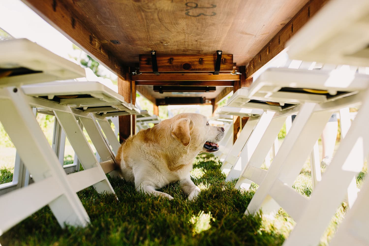 bride's dog hangs out underneath wedding reception tables